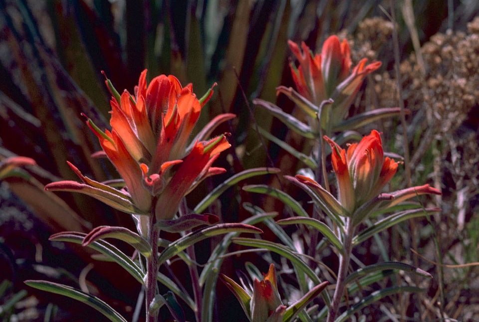 Indian paintbrush plants