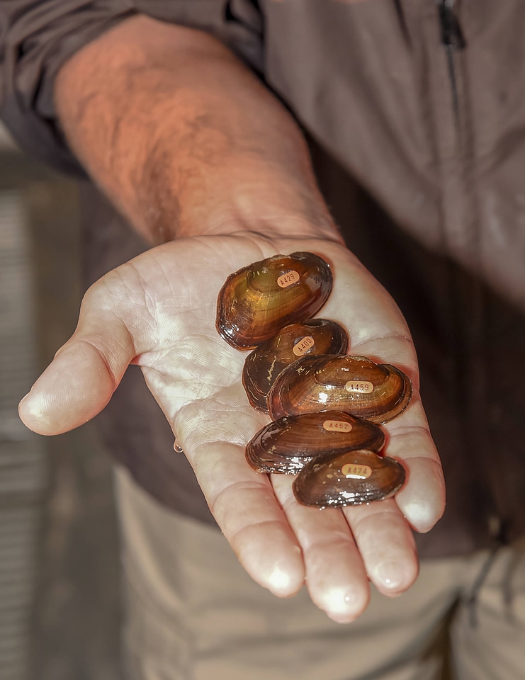 Endangered Carolina Heelsplitter Mussels