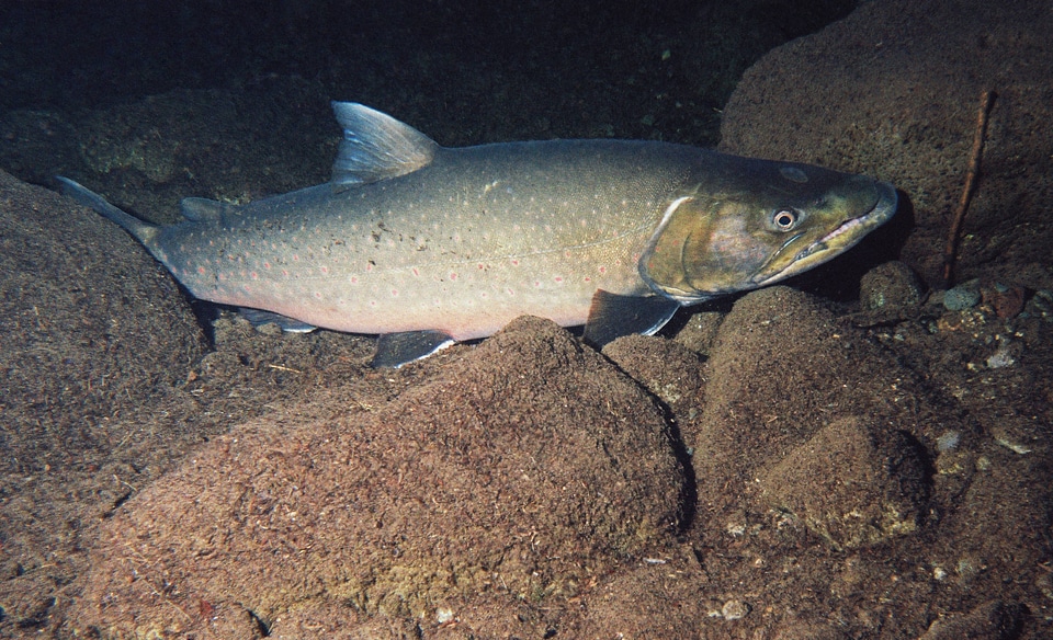 Bull trout-1 photo