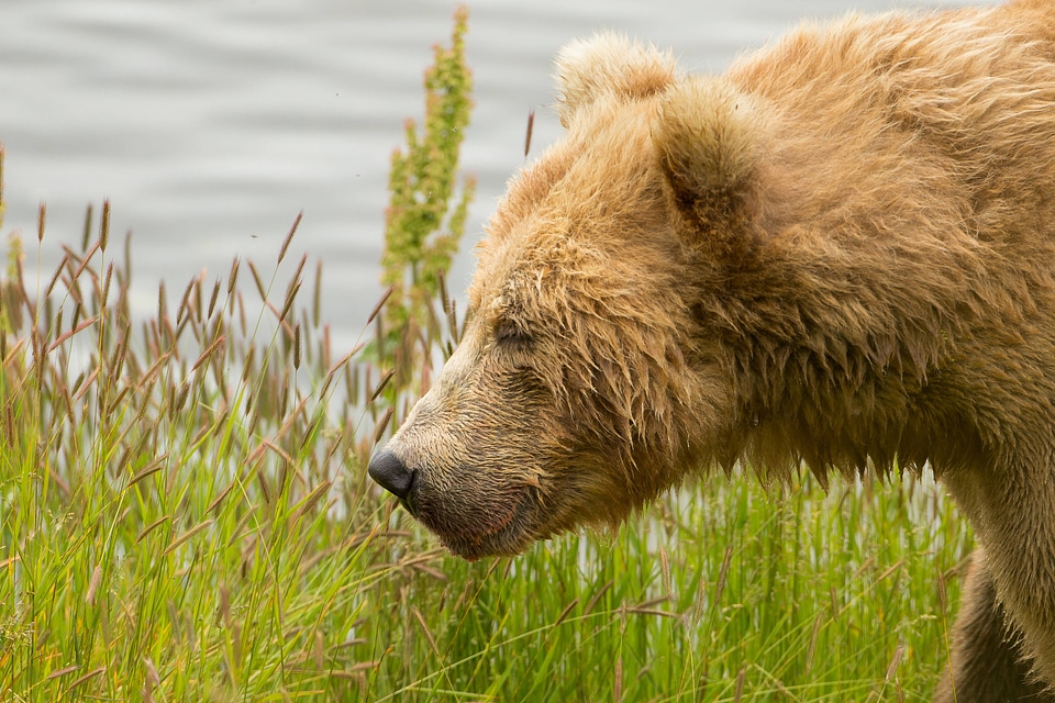 Adult Kodiak brown bear-2