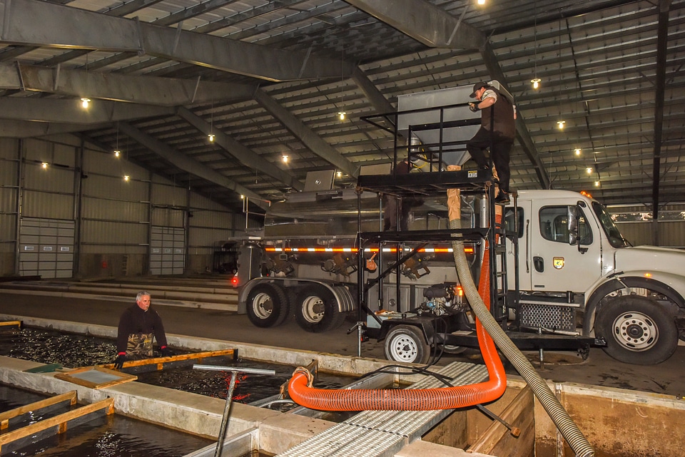 Service personnel prepare fish pump to load fish onto hatchery-1