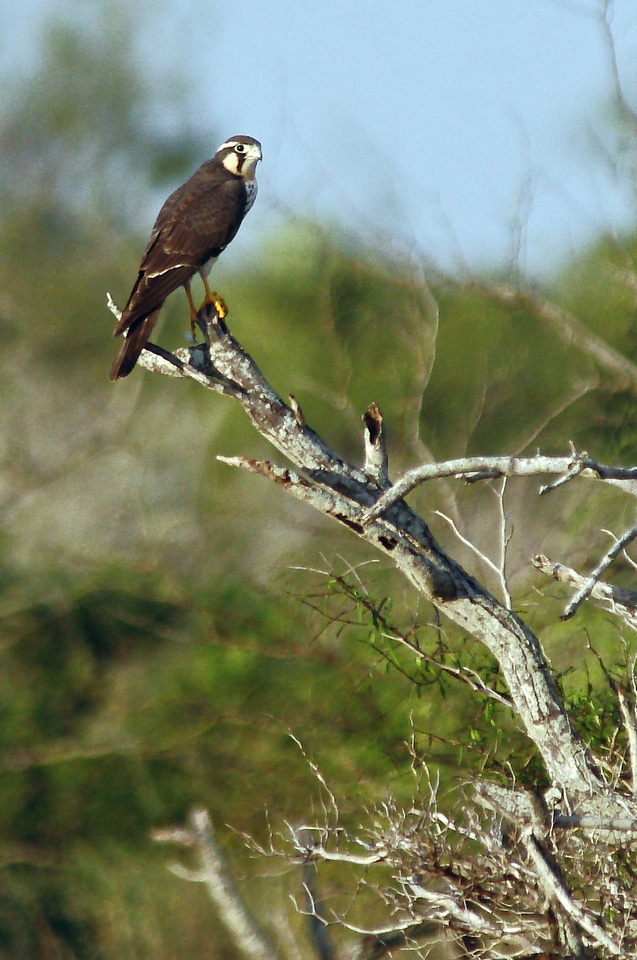 Northern aplomado falcon-1