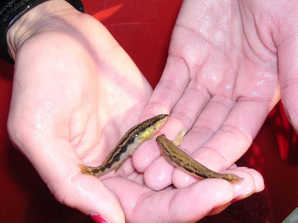 Goldline darters