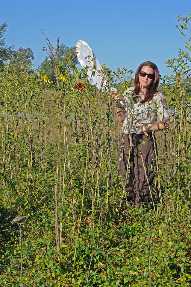 USFWS employee catches a Monarch butterfly