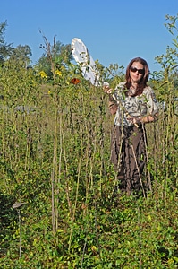 USFWS employee catches a Monarch butterfly