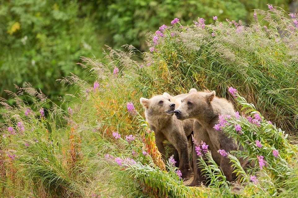 Kodiak brown bear with cubs-1