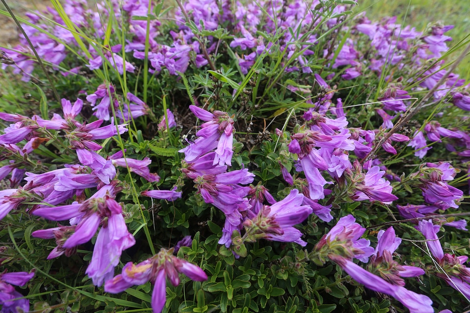 Cardwell's penstemon 