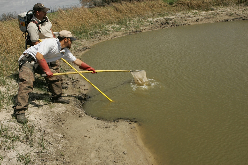 Electrofishing day