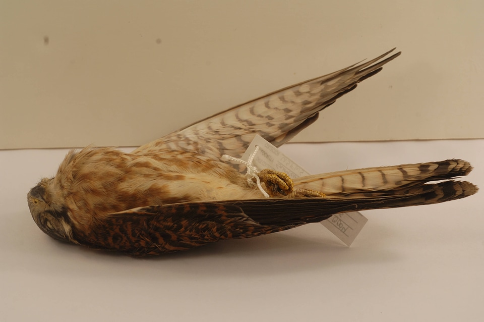 Falco sparverius-4
