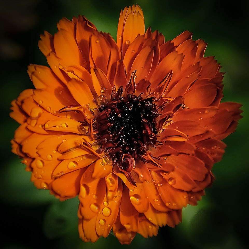 Botany beauty beautiful