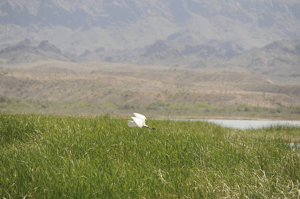 Bird Flying Over Wetlands
