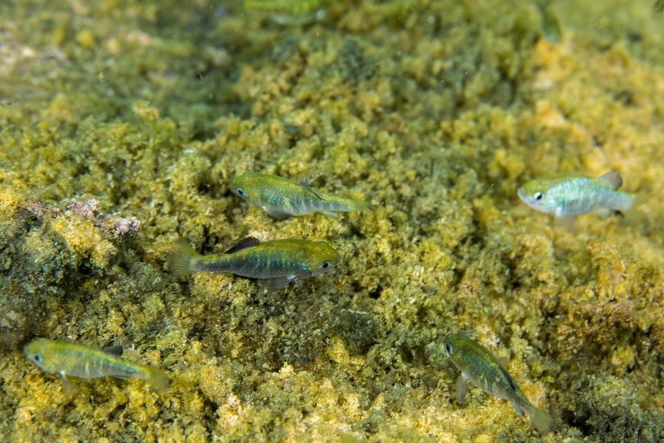 Ash Meadows Amargosa pupfish-1