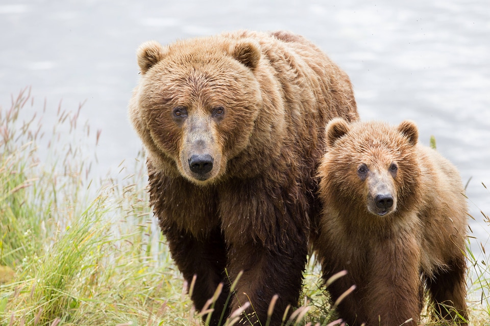 Kodiak brown bear with cub-1