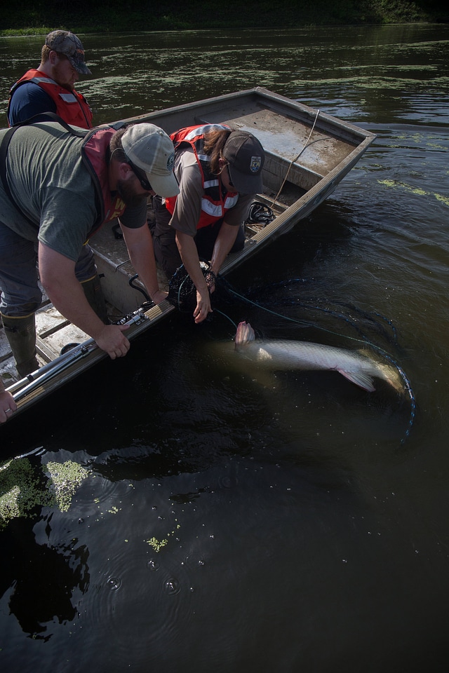 Alligator gar-2