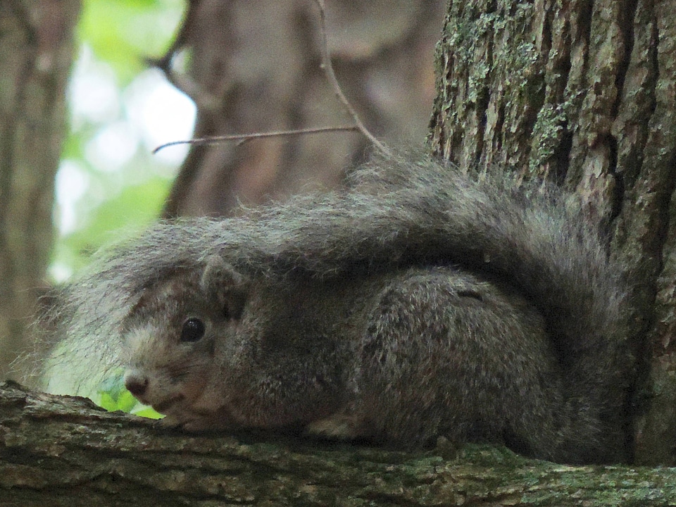 Delmarva Peninsula fox squirrel-3
