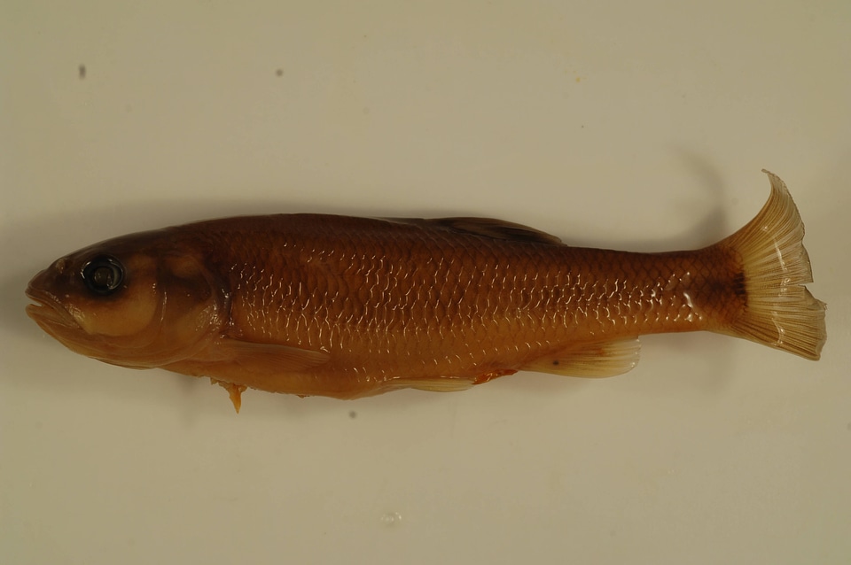 Semotilus thoreauianus