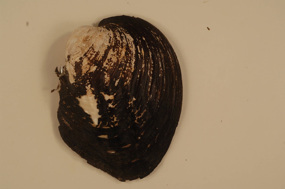 Amblema plicata (outside)-3