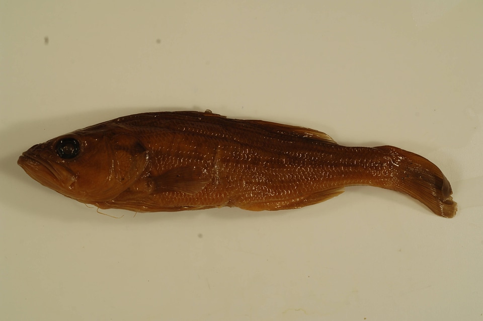 Micropterus salmoides-1