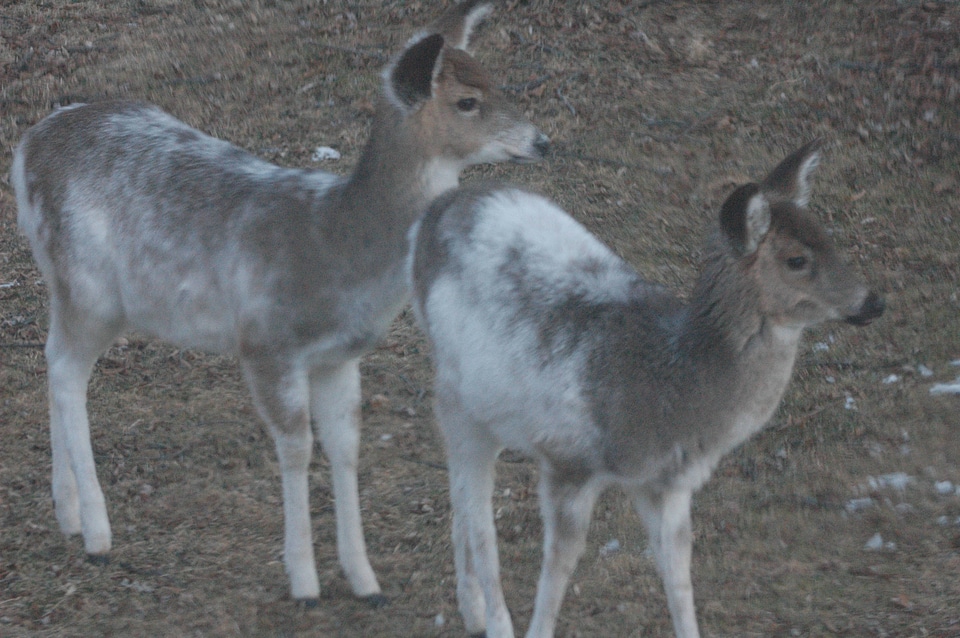 Young Piebald Deer-1