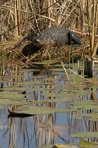 Alligator on the bank of pond