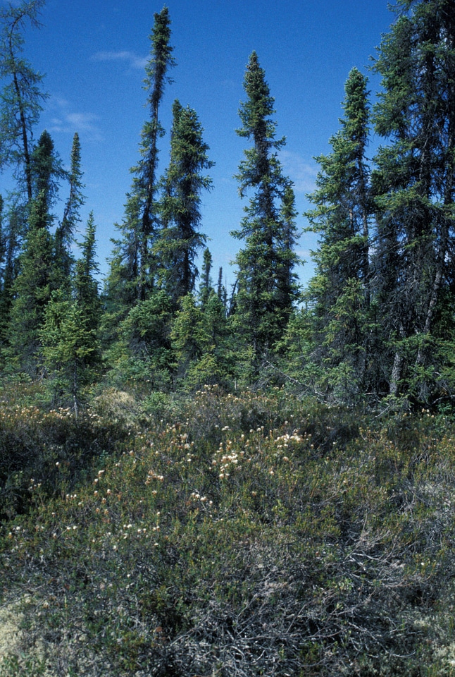 Black spruce forest and ledum