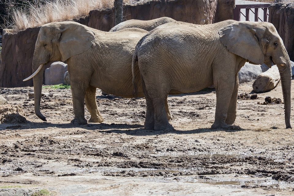 Two african elephants