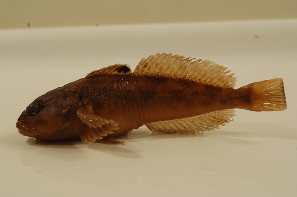 Cottus asper-1