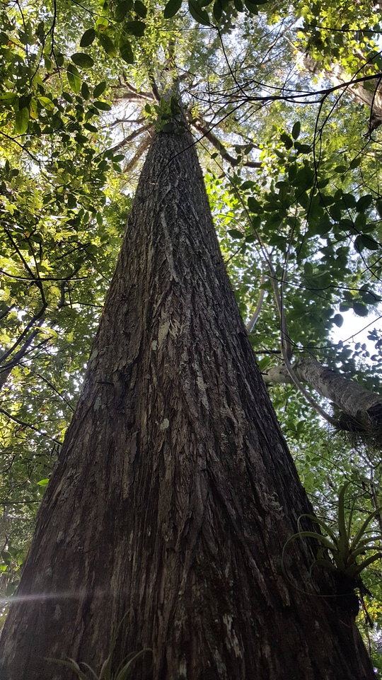 Tree canopy