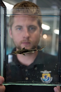Biologist holds Lake sturgeon in small tank-1