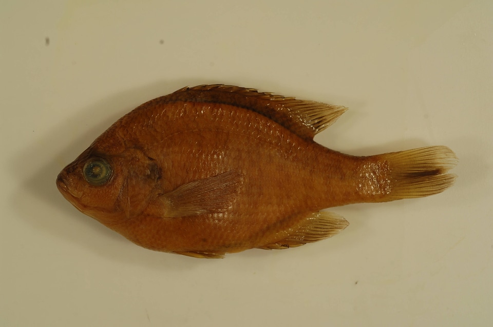 Lepomis macrochirus-1