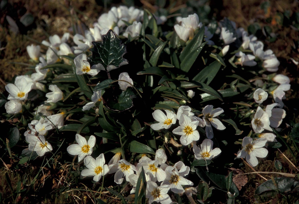 Hall Island wildflowers, Claytonia