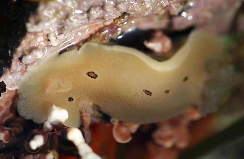 Leopard nudibranch