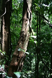 Forest travel jungle