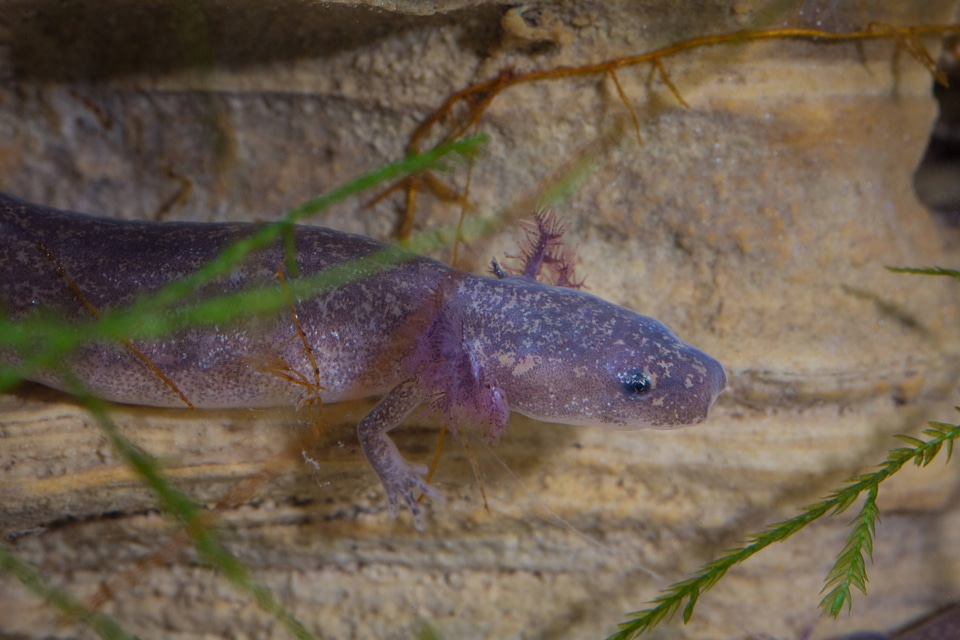 Barton Springs Salamander-5