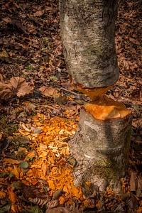 Trunk of tree chewed by beavers-1
