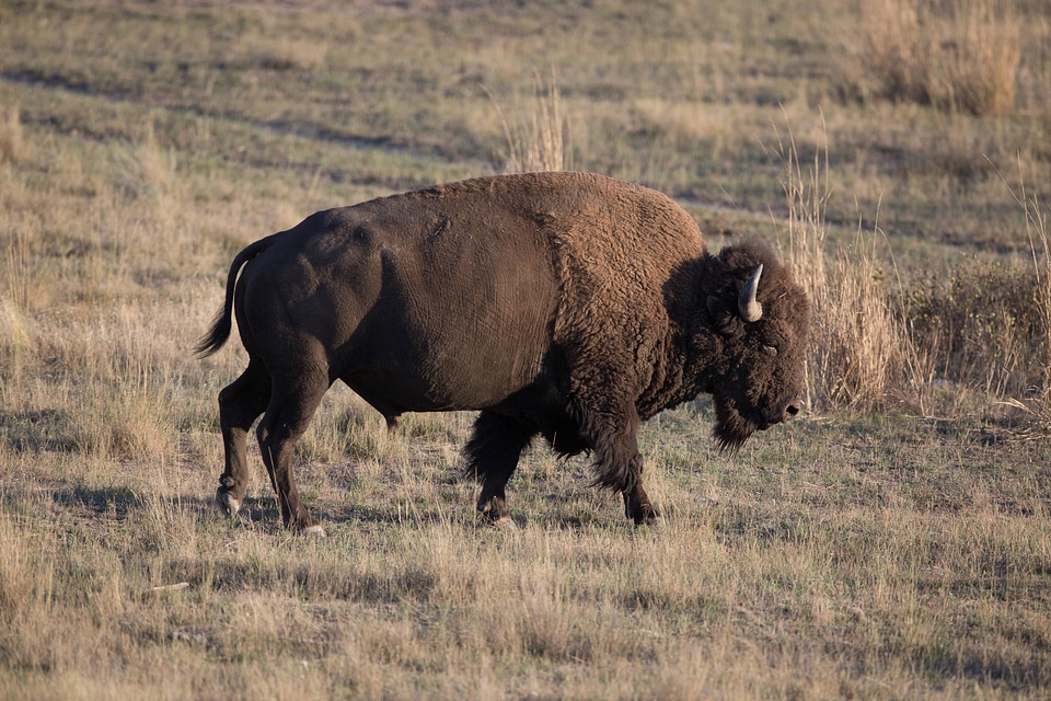 Bison bull close-up