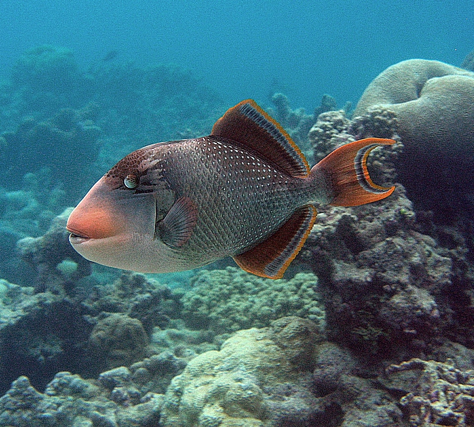 Yellow-margin triggerfish at Palmyra Atoll National Wildlife Refuge