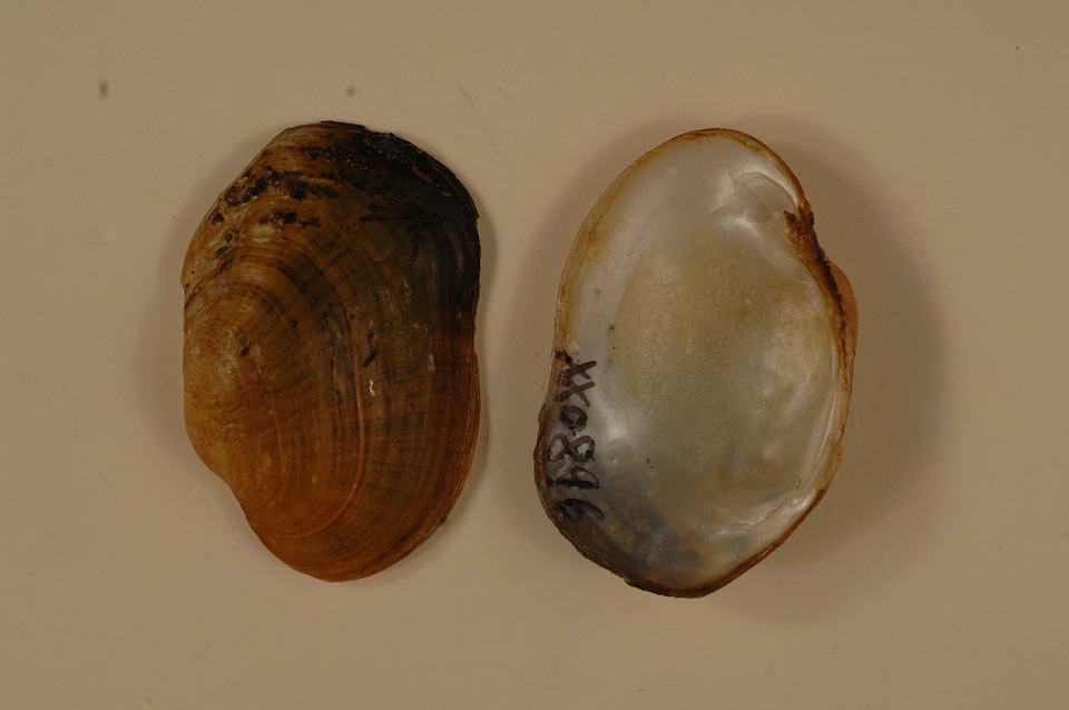 Epioblasma capsaeformis-1