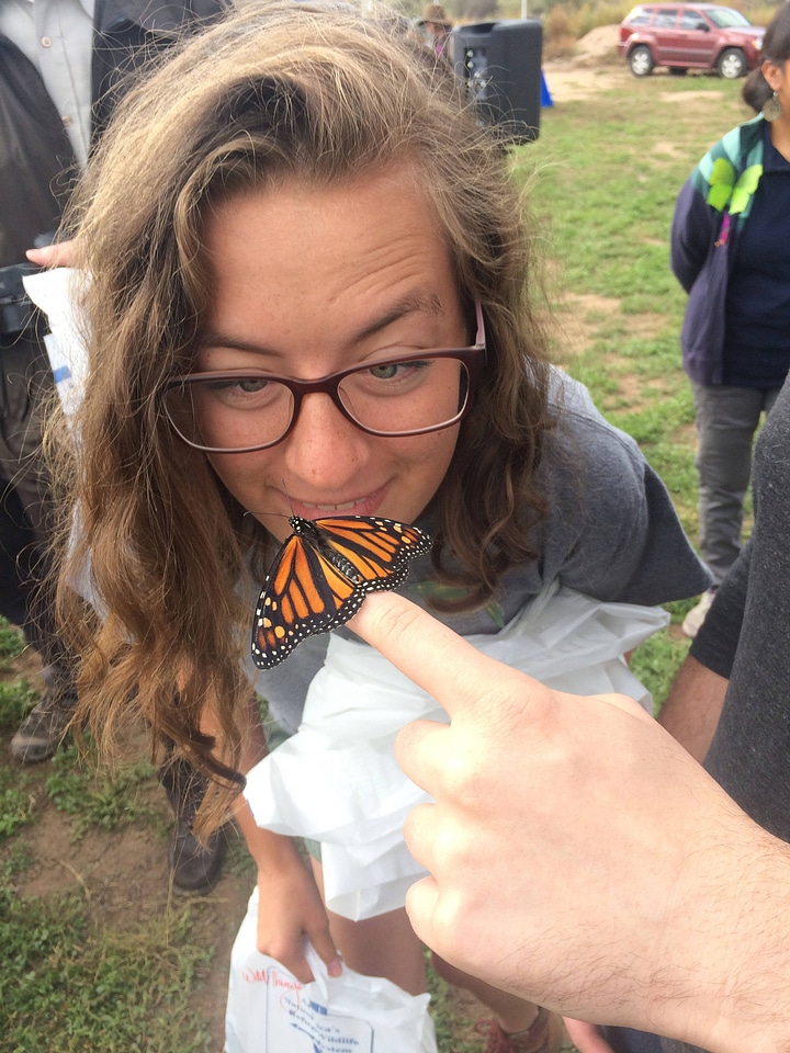 An intern looks closely at a Monarch butterfly being released