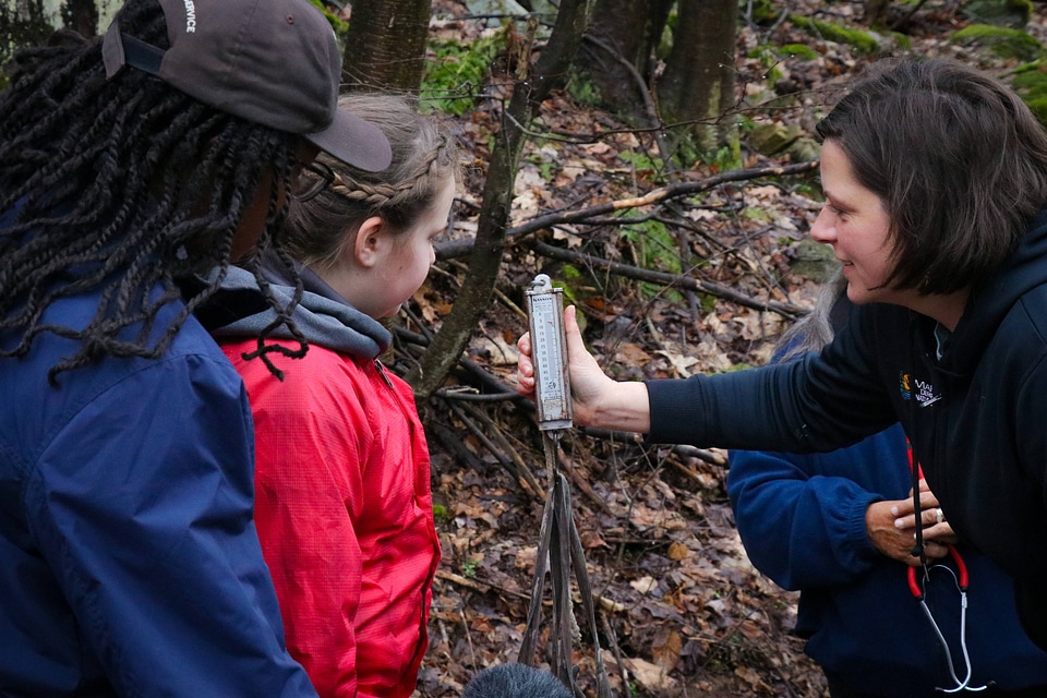 Weighing black bear cub
