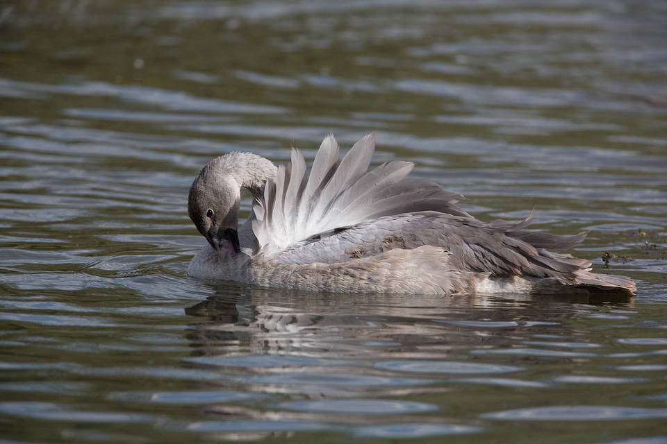 Juvenile Trumpeter Swan preens feathers