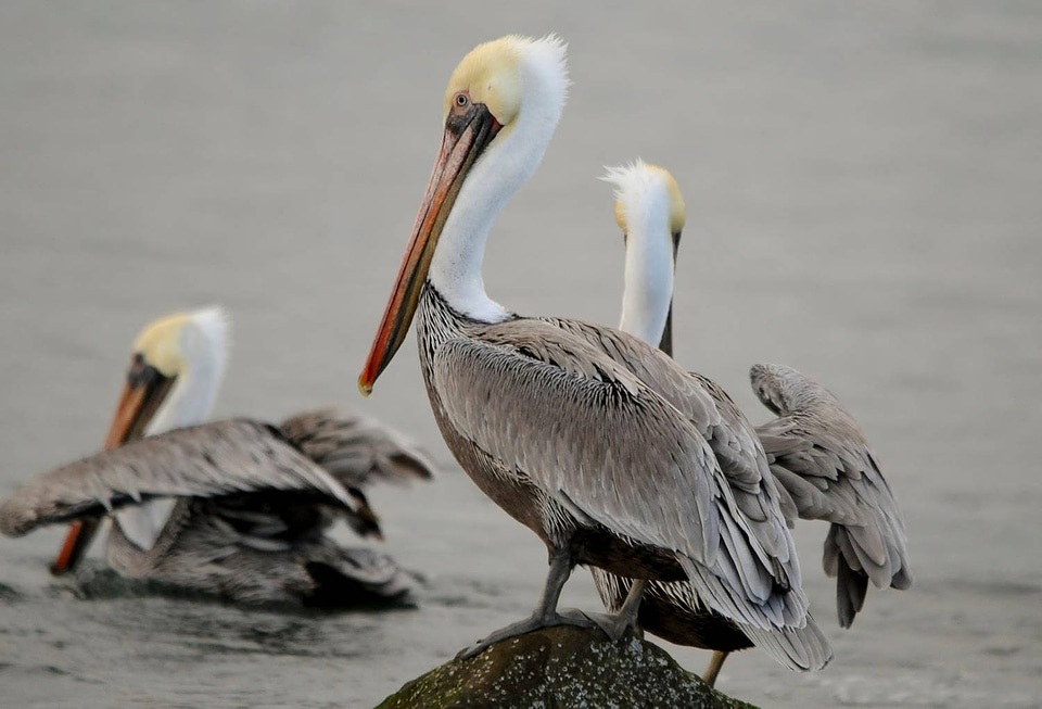 California brown pelicans