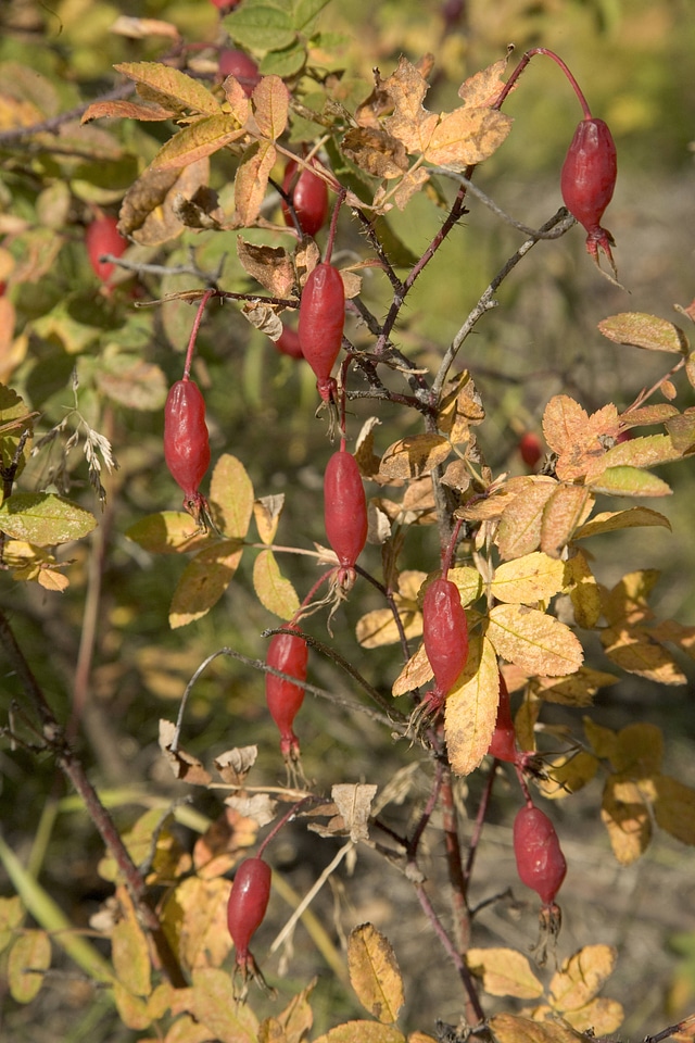 Rosehips