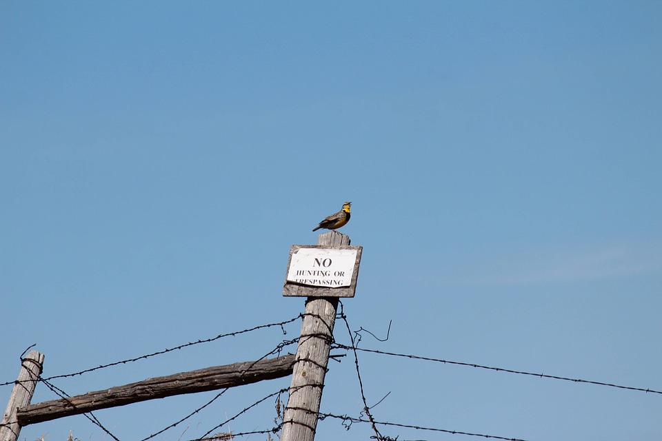 Western Meadowlark on fence post border of grass easement