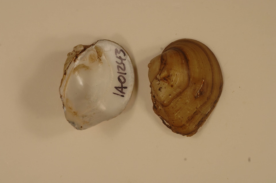 Obliquaria reflexa-1
