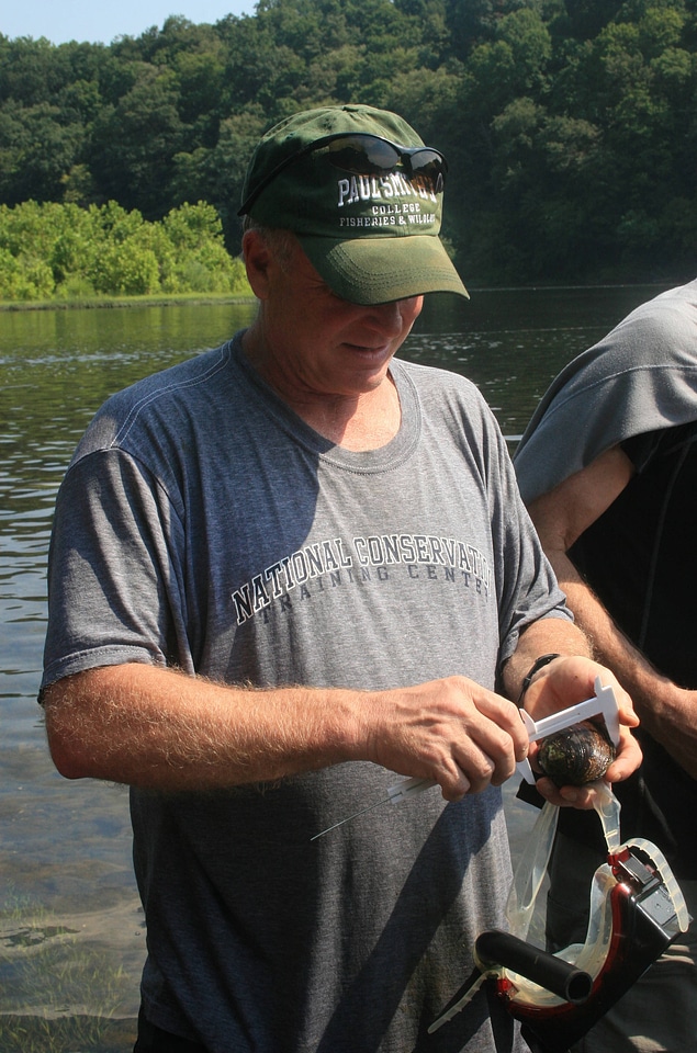 Measuring freshwater mussel shells in the field using calipers
