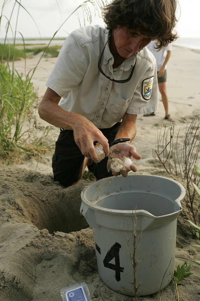 Turtle egg relocation-1