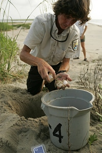 Turtle egg relocation-1