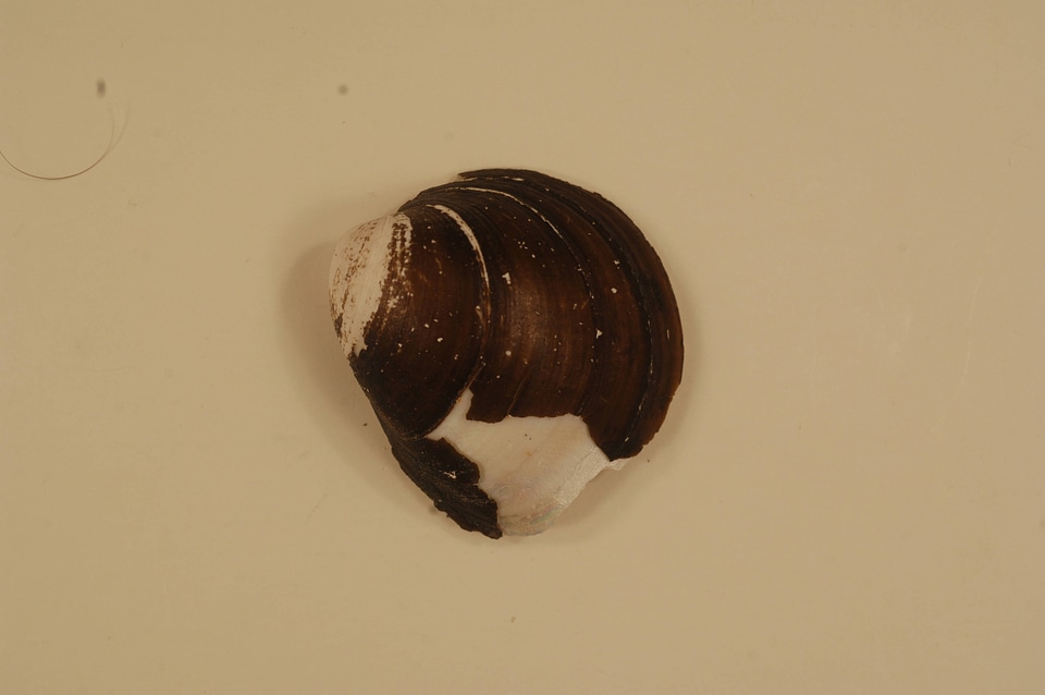 Obovaria olivaria (outside)