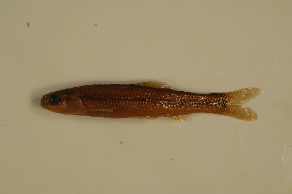 Pimephales notatus-1